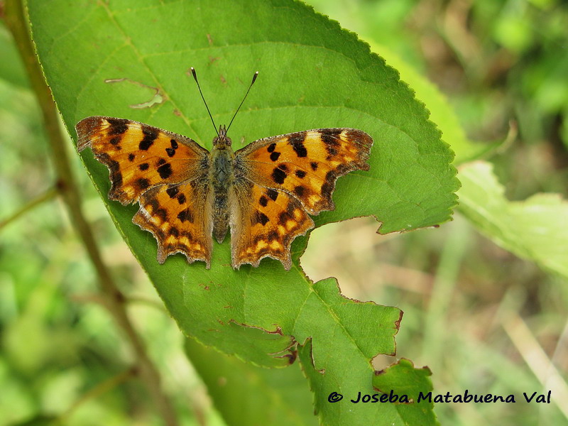 Polygonia c-album - Nymphalidae